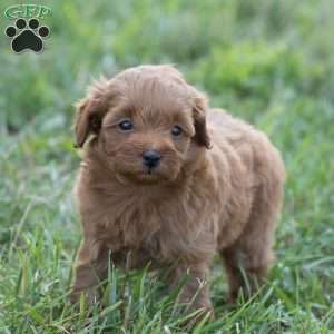 Pixie, Mini Goldendoodle Puppy